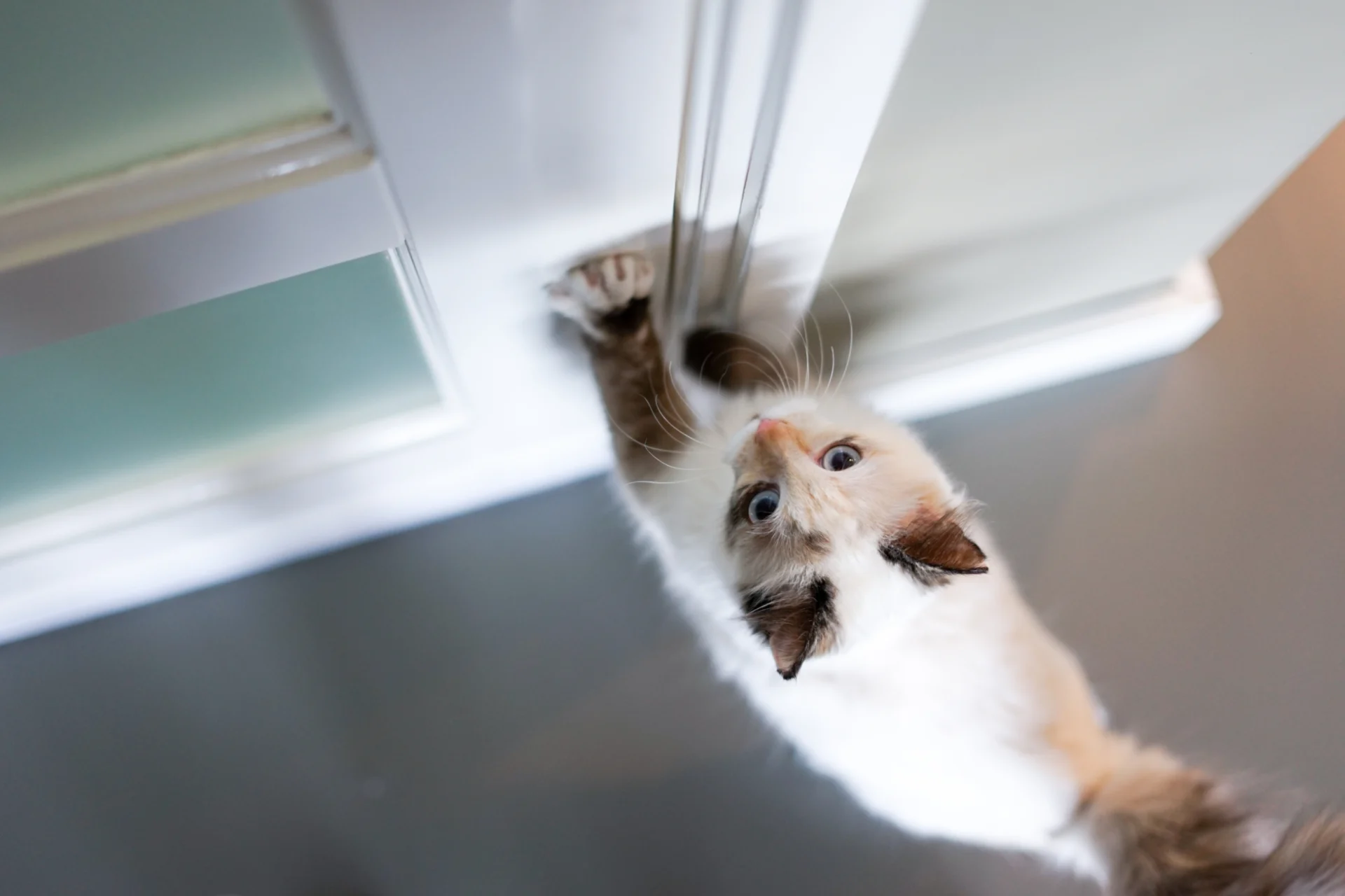 Katze steht auf den Hinterbeinen und stemmt sich mit den Vorderbeinen gegen eine Zimmertür, weil sie hinaus möchte.